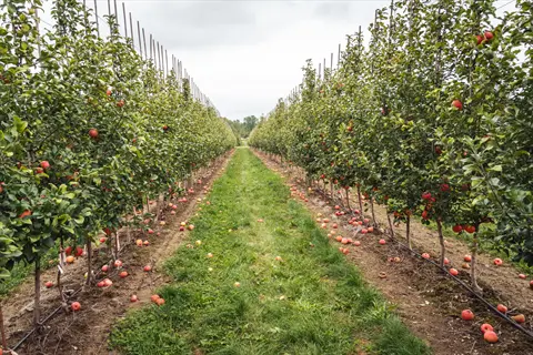 rows of fruit trees with red apples in a drip irrigation orchard, showing organized rows and grassy pathways, illustrating 'water deeply but carefully'