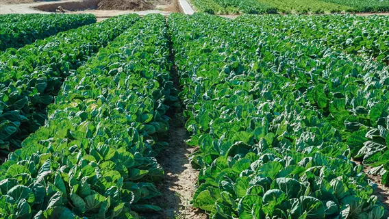 rows of leafy green vegetables in a traditional vegetable garden layout