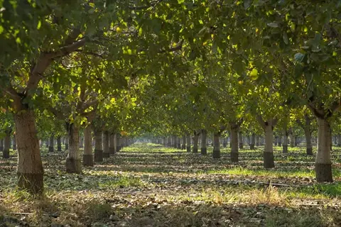 rows of mature walnut trees in an orchard with visible irrigation lines on the ground, demonstrating walnut tree irrigation