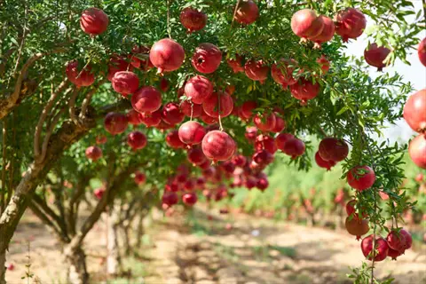 rows of pomegranate garden shrubs with ripe red fruits hanging from branches (utah sweet variety)