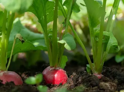 rows of radishes growing in a garden, illustrating succession planting