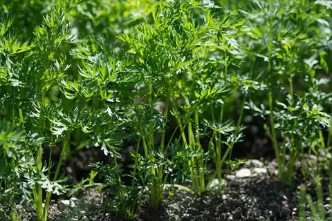 rows of young carrot plants growing in a garden with green foliage