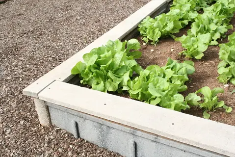 rows of young lettuce plants growing in a raised garden bed