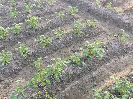 rows of young potato plants growing in soil, part of a potato garden rows setup