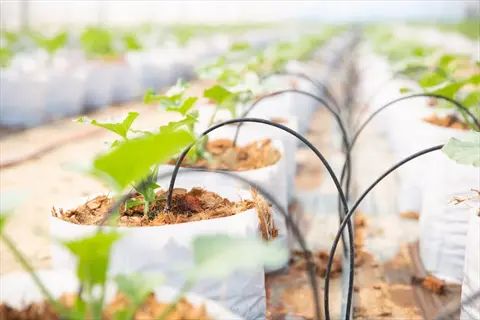 rows of young vegetable plants in containers receiving water from a vegetable garden drip irrigation system, ensuring consistent deep watering