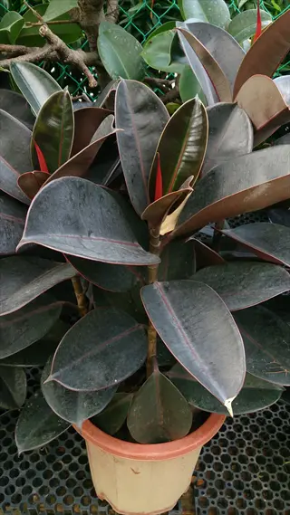 rubber plant (ficus elastica) in terracotta pot with large dark green leaves and reddish new growth, outdoor nursery setting