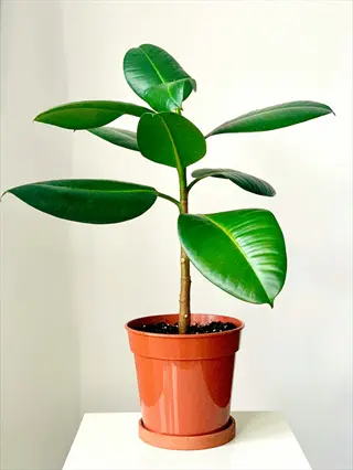 rubber plant indoor: ficus elastica in glossy orange pot on white pedestal against plain white wall, showcasing large healthy green leaves