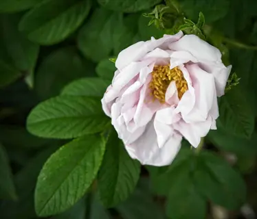rugosa rose hedge blooming with pale pink flower showing yellow stamens and large textured green leaves