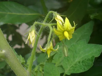 san marzano tomatoes plant with yellow flowers and green leaves in a garden