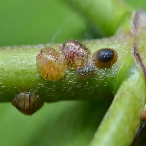 scale insects on a green plant stem