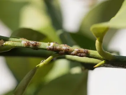 scale insects on citrus tree stem (bark) with green leaves in background, close-up view