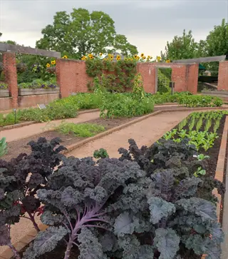 scarlet kale plants in foreground of structured garden with brick walls and other plants