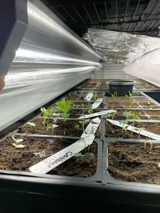seedlings growing under linear led shop lights in a germination setup. labeled plant trays show young led shop light plants at early growth stage