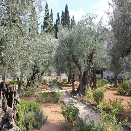 serene olive tree garden with ancient trees and a stone path