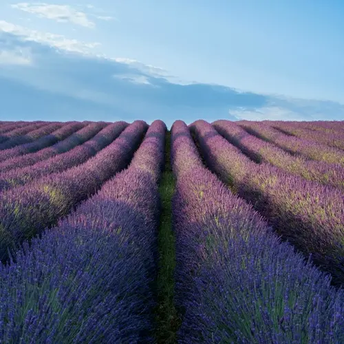 serene rows of blooming purple lavender field under a clear blue sky