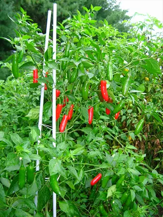 serrano pepper plant growing in a garden with vibrant green and red peppers hanging from lush foliage, supported by white stakes