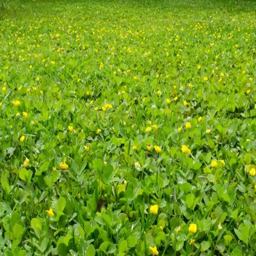 shade garden ground cover with green leaves and yellow flowers