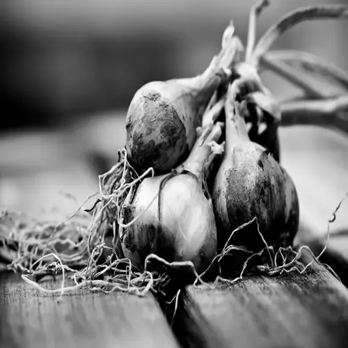 shallot bulbs with roots on wooden surface, fresh from garden soil