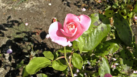 simplicity hedge rose showing a pink bloom and black spot disease on leaves in a garden
