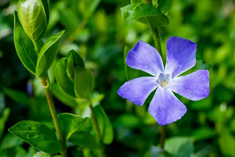 single purple vinca periwinkle flower with five blue-tinged petals amid vibrant green foliage