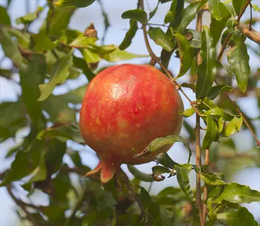 single ripe red pomegranate fruit on a granada pomegranate branch with green leaves