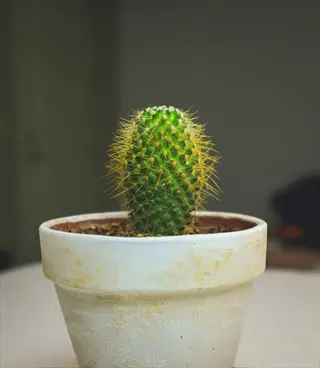 small green desert cactus in a beige terracotta pot as a houseplant, placed on an indoor table