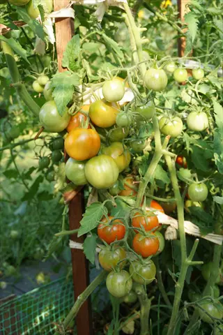 small tomato vine (little bing variety) with green-to-red ripening cherry tomatoes growing on trellis in sunny garden