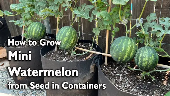 small watermelon container garden with mini watermelons growing in fabric pots