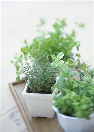 small white mint plant containers with fresh green herbs (likely mint and thyme) arranged on a wooden surface in soft natural light