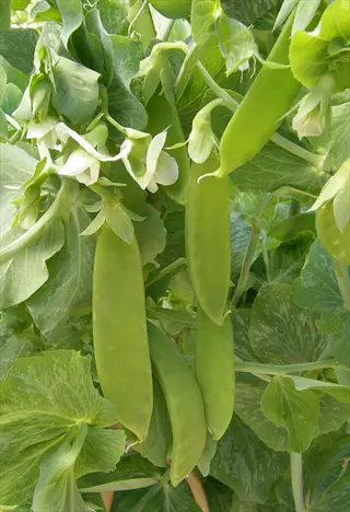 snow pea large pods growing on lush green vines with delicate white flowers and compound leaves