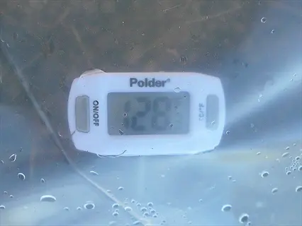 soil thermometer in garden showing temperature under plastic cover, relevant for 'wait for warm soil'