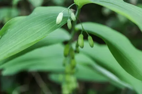solomon's seal arching stems with large green leaves and dangling greenish-white bell flowers in a shaded woodland setting