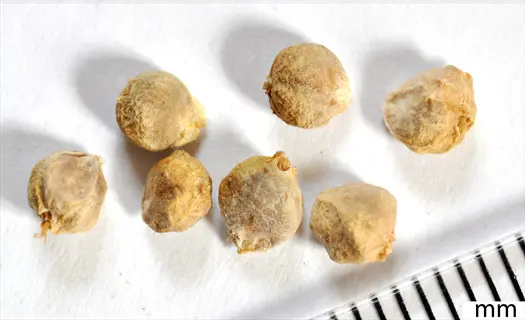 sowing spinach seeds: close-up of multiple seeds with millimeter ruler for size reference on white background