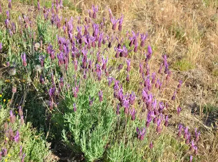 spanish lavender butterfly with purple bracts resembling butterfly wings, growing in a natural field setting