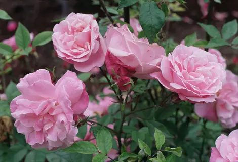 spice old garden rose pink blooms with layered petals and lush green foliage in a cluster