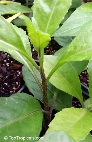 spinach leaves garden bed: lush green foliage with prominent veins and purple-tinged stems growing in a potted nursery setting