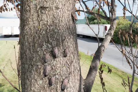 spotted lanternflies on a tree trunk with dry branches, indicating potential pest damage