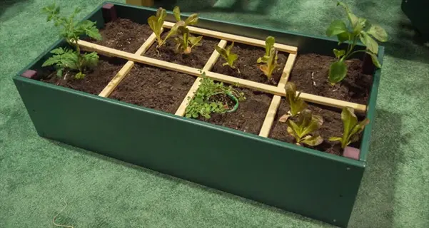 square foot garden grid in a raised bed with young plants