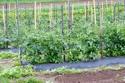 staked tomato plants in a garden field with wooden stakes and support strings on dark mulch
