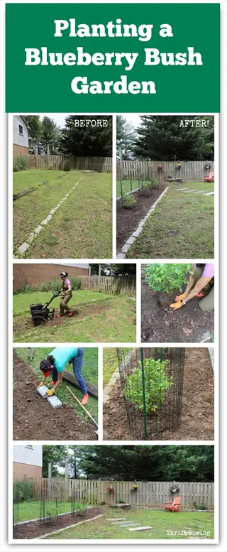 steps for planting a blueberry bush garden, showing before and after with person using tools and planting blueberry bushes