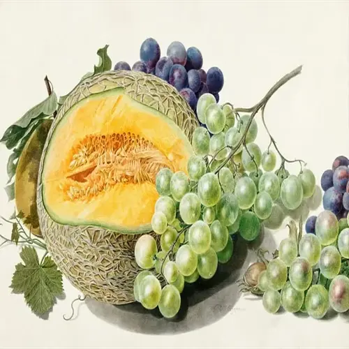 still life painting of ripe cantaloupe garden vine fruit halved with grapes and vines, artist signature