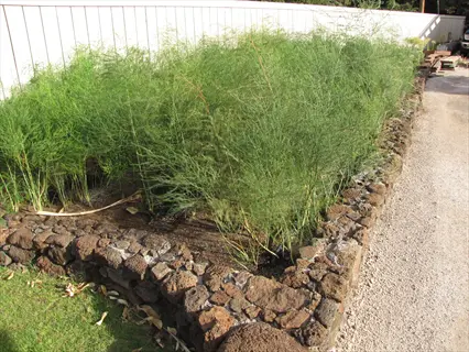stone-edged garden bed with tall, green asparagus plants growing, part of an asparagus garden bed