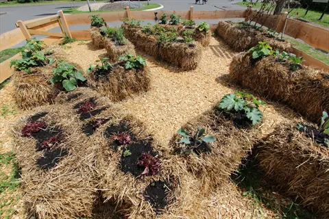 straw bales used as garden beds with plants growing on top, surrounded by wood chips
