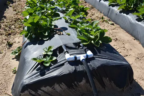 strawberry plants with drip irrigation system in black plastic mulch - establishing efficient watering routine for berry crops