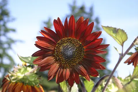 striking velvet queen sunflower with deep burgundy petals and dark center, blooming under clear blue sky with other sunflowers and trees in soft focus