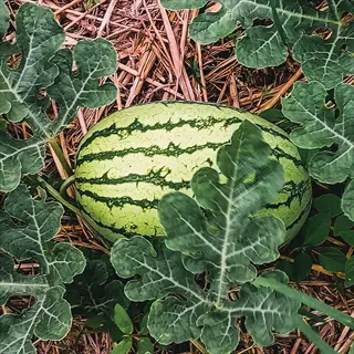 striped watermelon garden plant with developing fruit surrounded by large green leaves in a straw-mulched garden bed