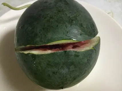 sugar baby watermelon with vine, partially sliced open