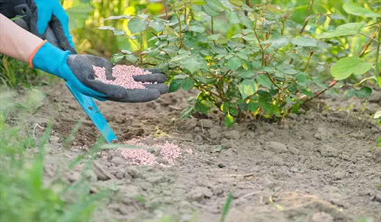 sulfur powder garden scene with gloved hands holding pink sulfur pellets near a plant in soil, using a blue tool for application