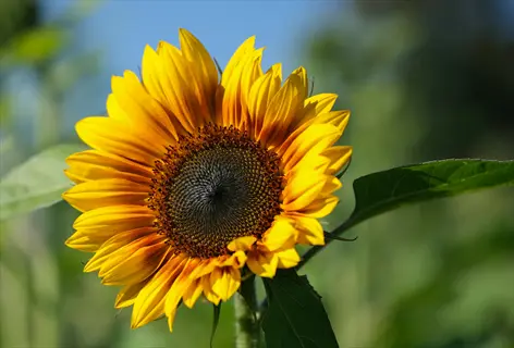 sunflower bloom closeup showcasing vibrant golden-yellow petals and a dark brown seed head center, with green foliage in the background