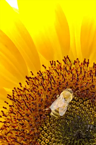 sunflower (helianthus annuus) with bee collecting nectar on its central disk, bright yellow petals